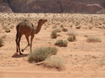 A wild camel scurrying away